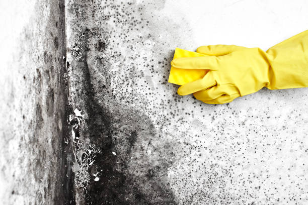 Best Water Damage Restoration  in Redstone Arsen, AL