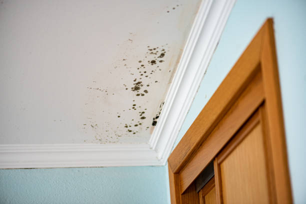 Best Water Damage Restoration  in Redstone Arsen, AL